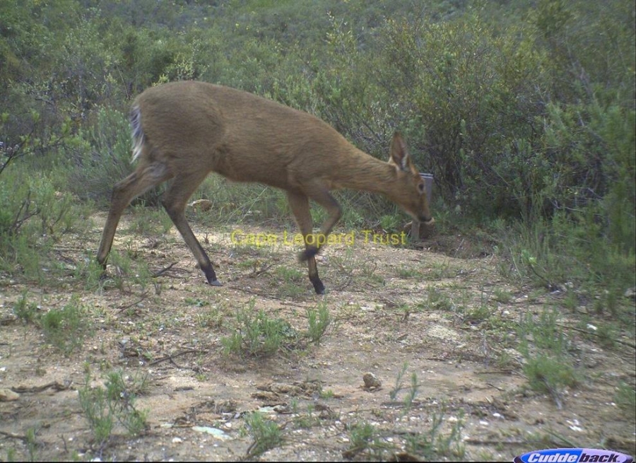 0 Bedroom Property for Sale in Ladismith Rural Western Cape